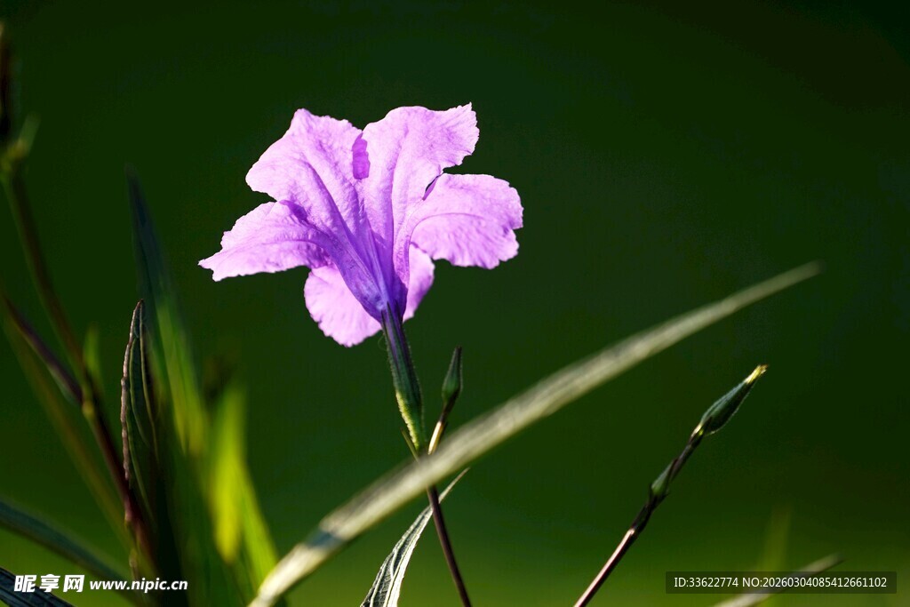 紫色小花绽放于绿意间