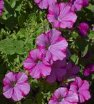 粉色矮牵牛绽放的美丽