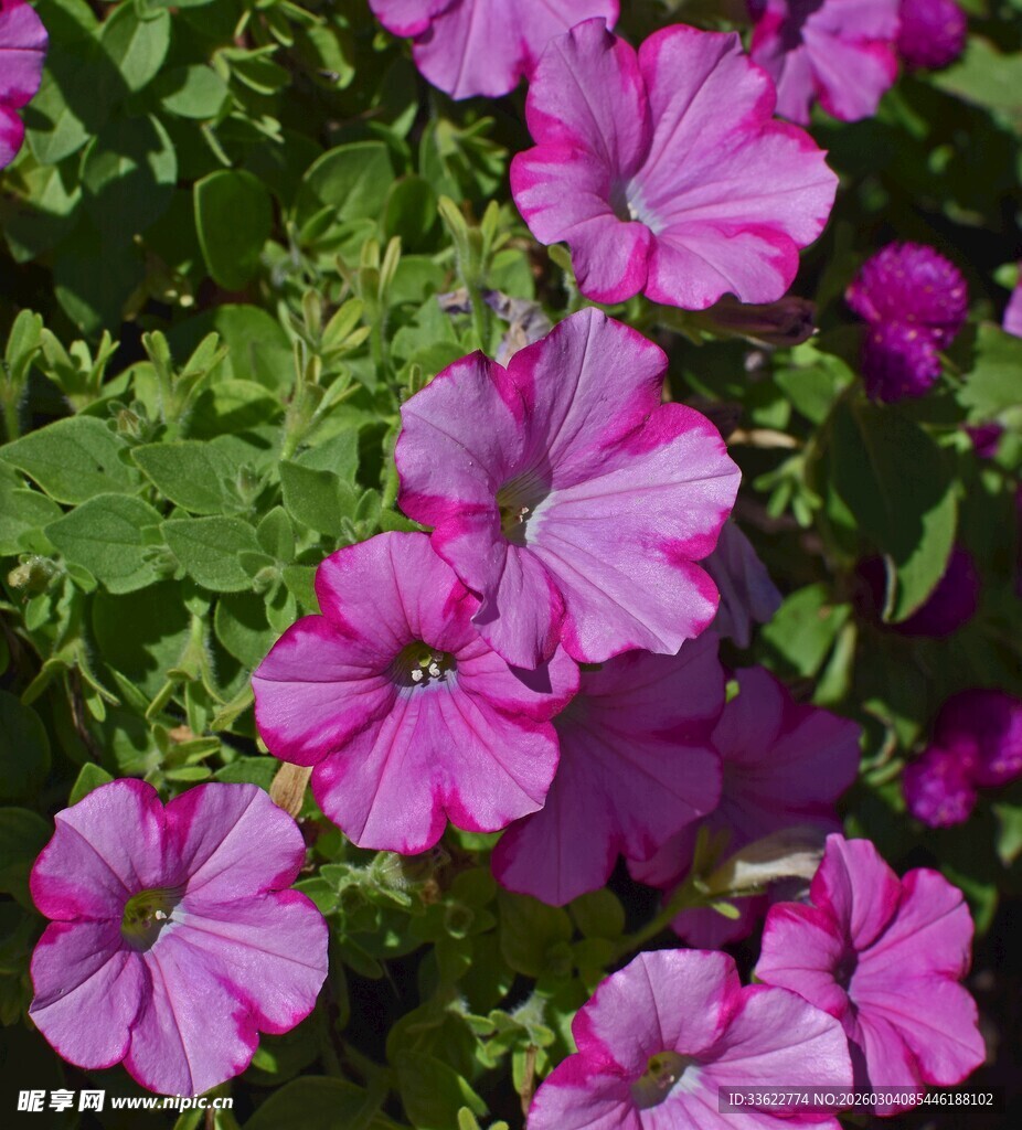 粉色矮牵牛绽放的美丽