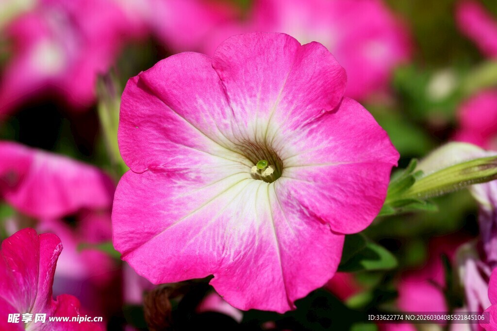 娇艳粉色矮牵牛花特写