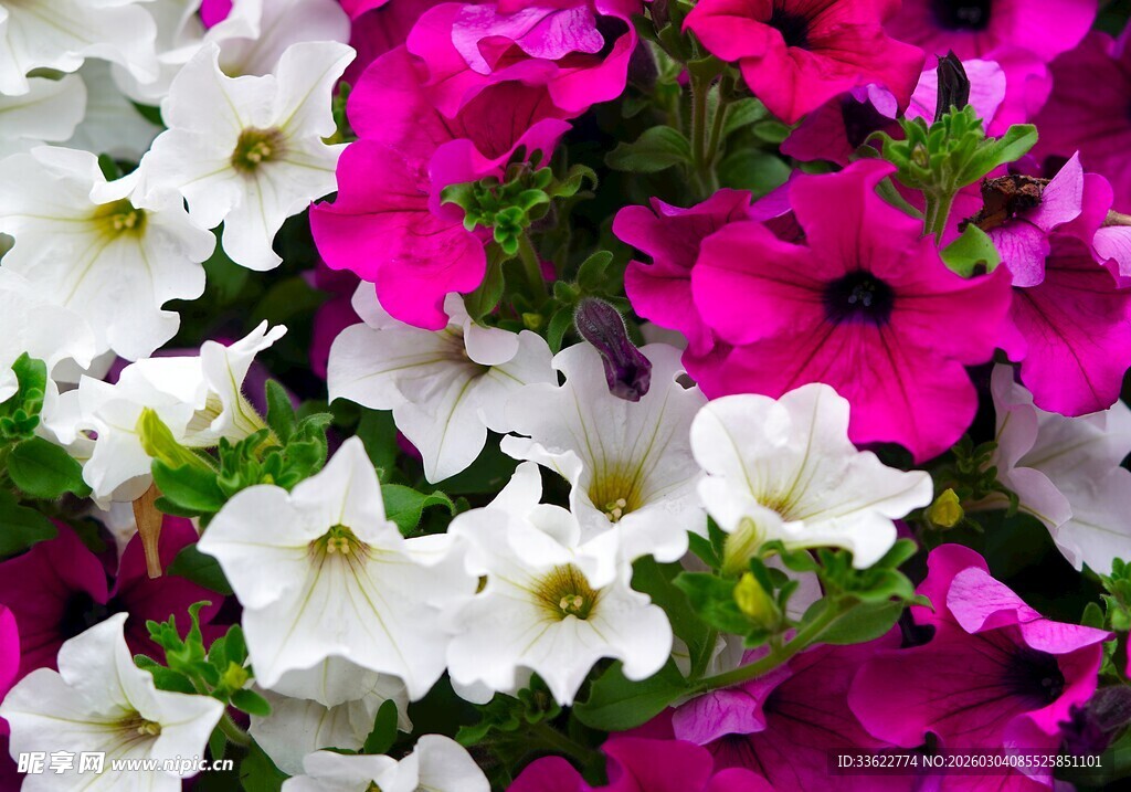 多彩矮牵牛绽放美丽