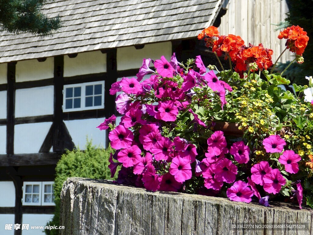 庭院石盆中的艳丽花卉