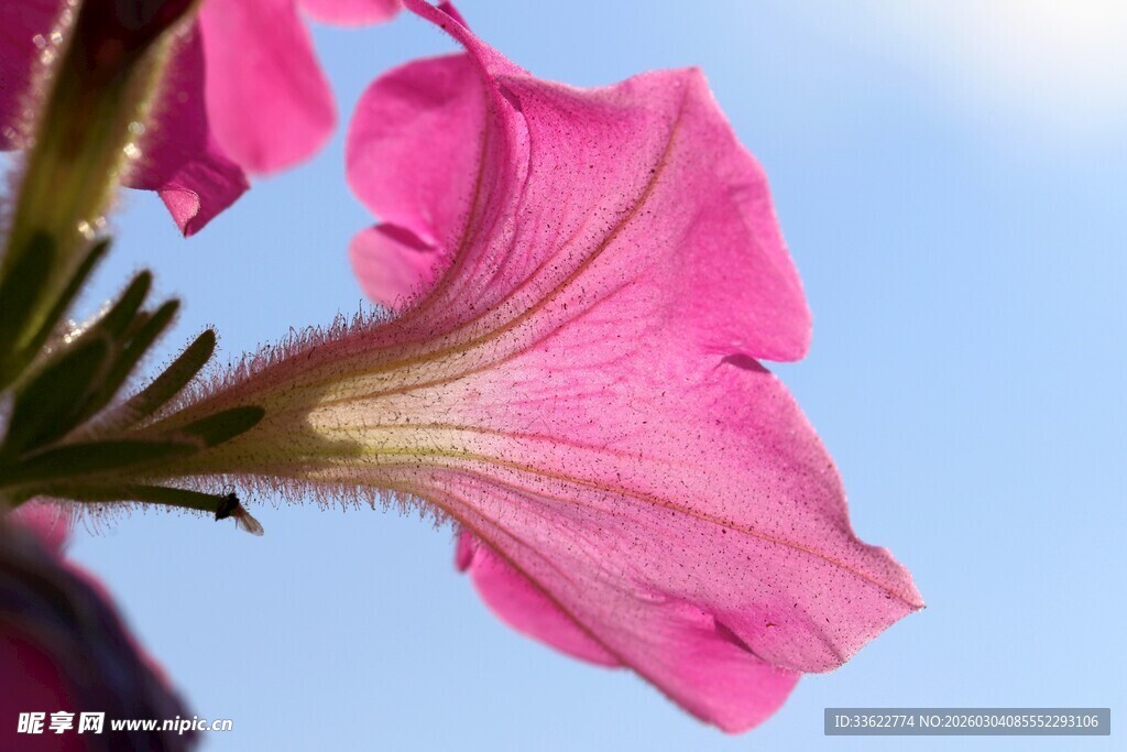 娇艳粉色矮牵牛花特写