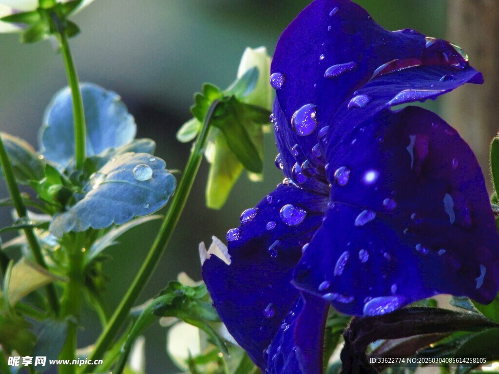 蓝紫色牵牛花特写