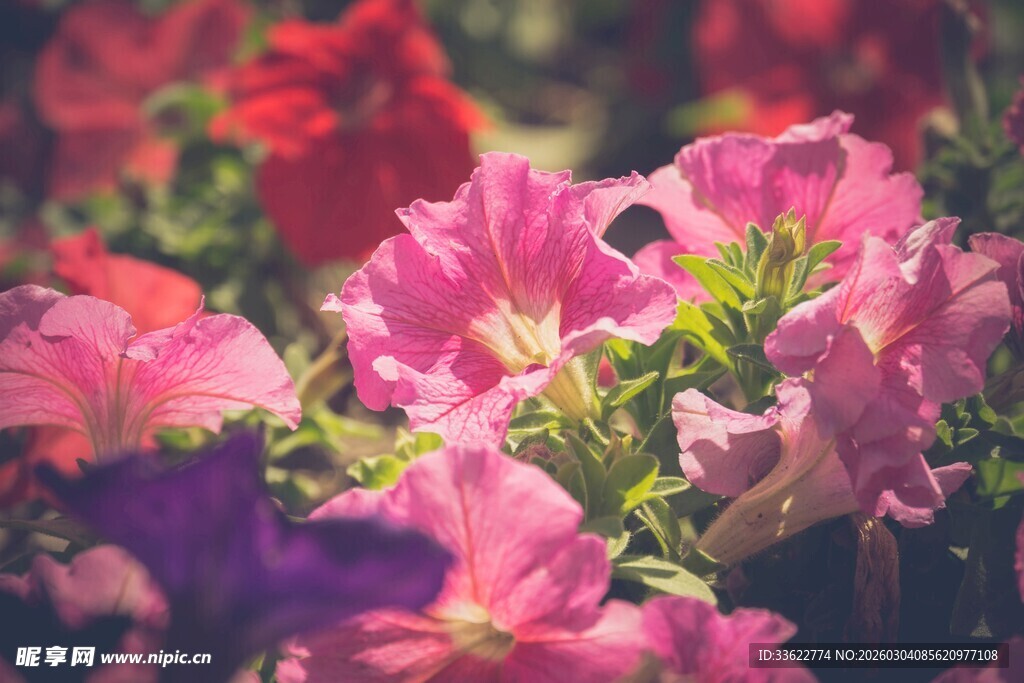 缤纷艳丽的多彩花卉