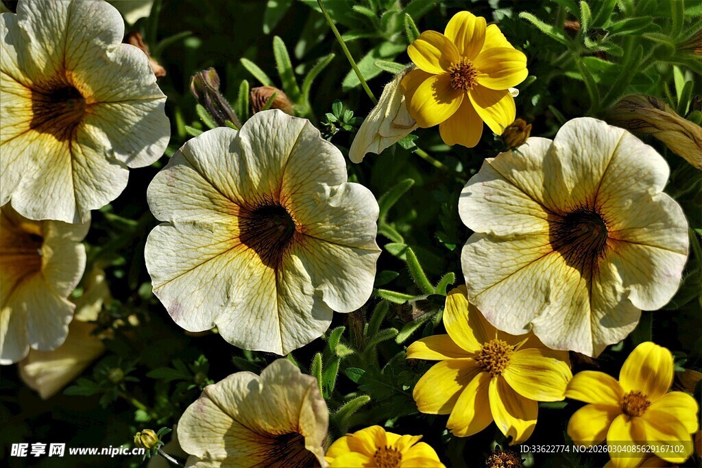 黄白相间矮牵牛花绽放