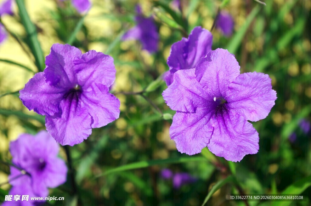 紫色小花绽放于绿叶间