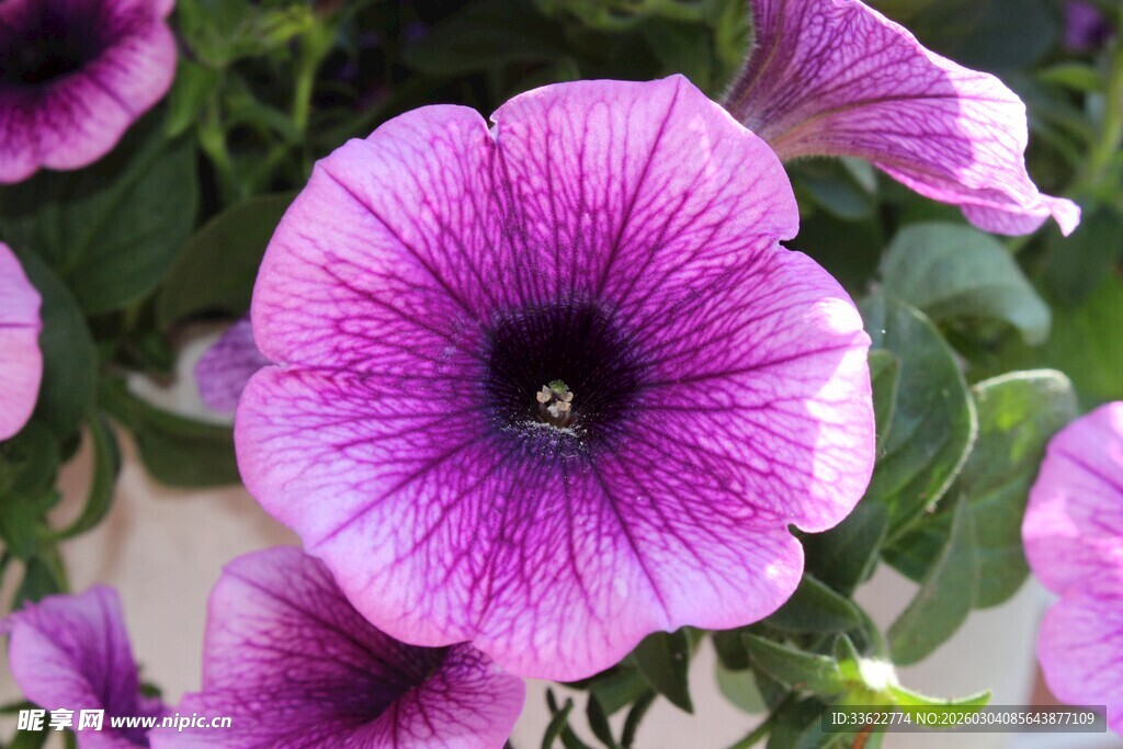 紫色矮牵牛绽放美丽