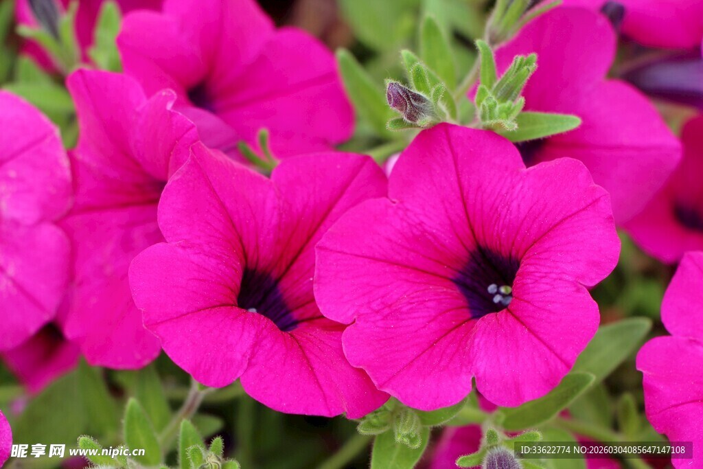 艳丽粉色矮牵牛花绽放