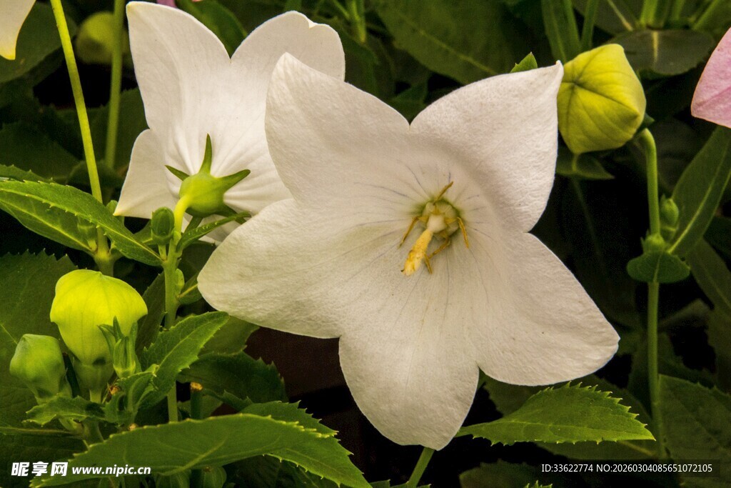 白色风铃花绽放