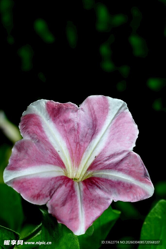 粉色条纹牵牛花特写
