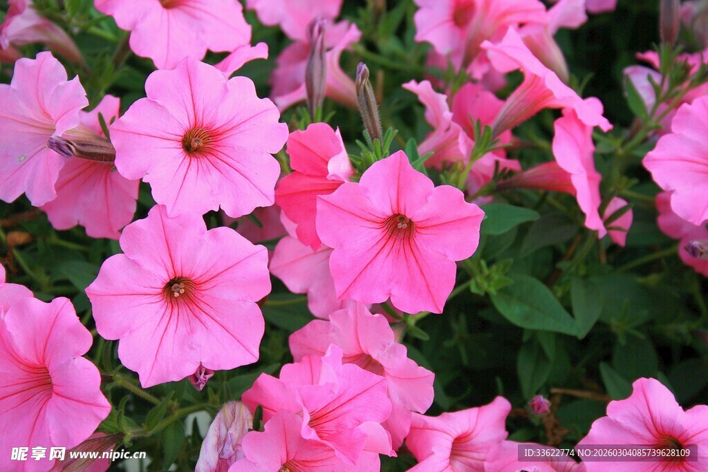 粉色矮牵牛绽放的美丽