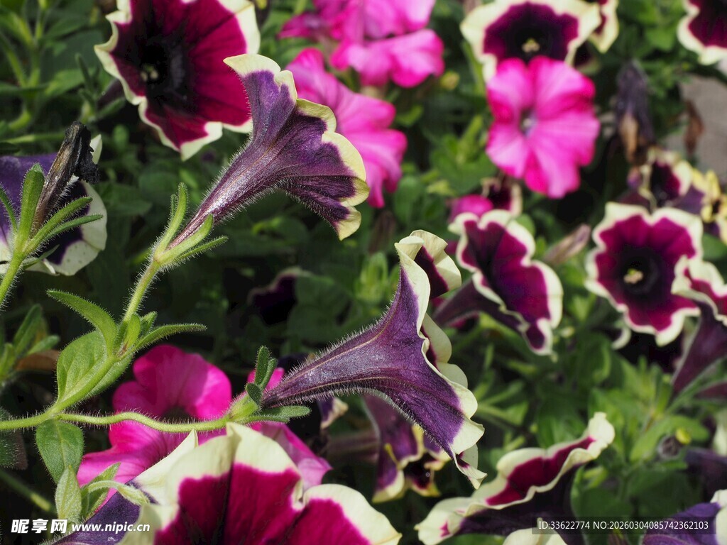 多彩矮牵牛绽放美丽