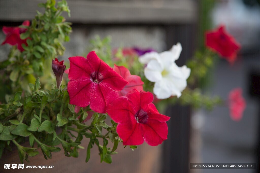 盆栽中的红白艳丽喇叭花