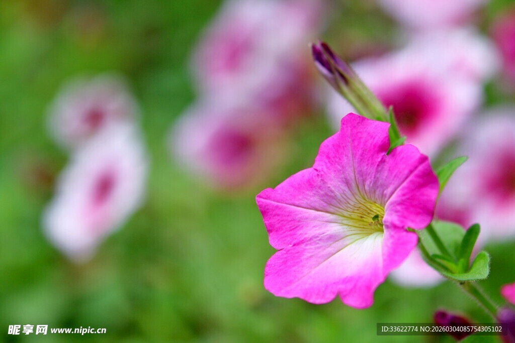 娇艳粉色矮牵牛绽放