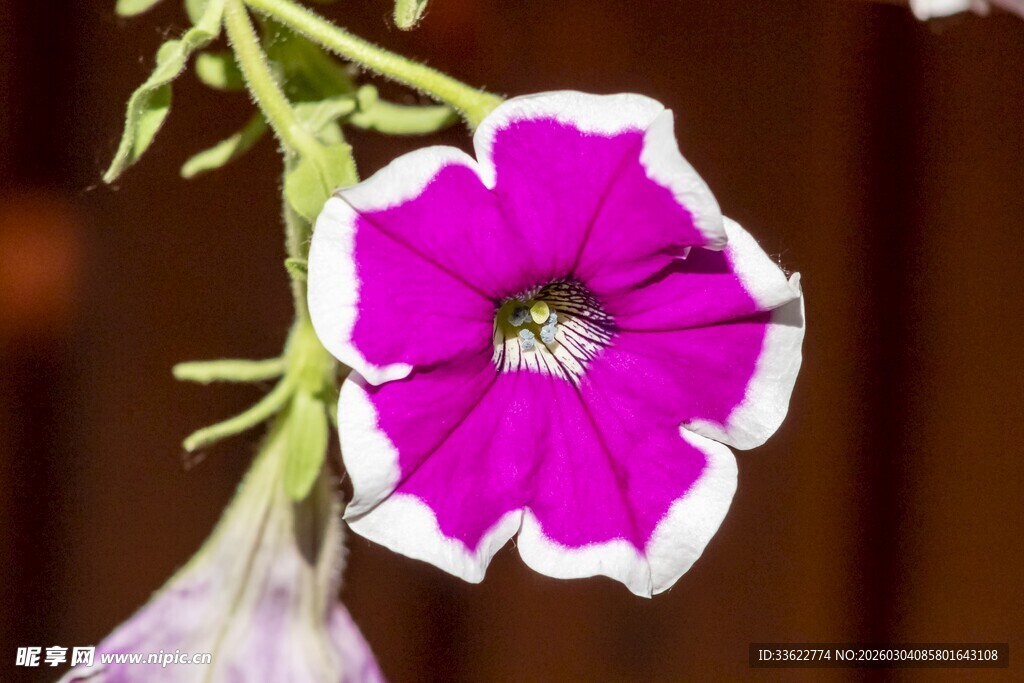 紫白相间矮牵牛花特写