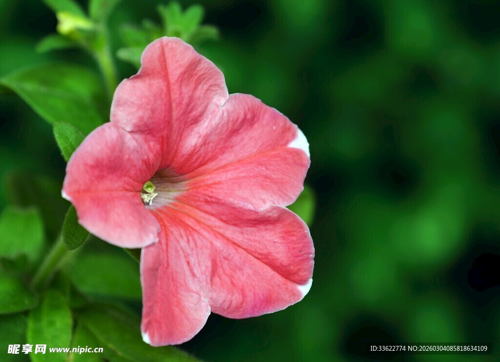 娇艳粉色花朵特写