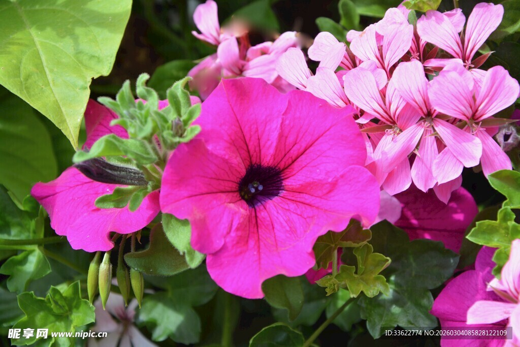 艳丽矮牵牛绽放的美丽