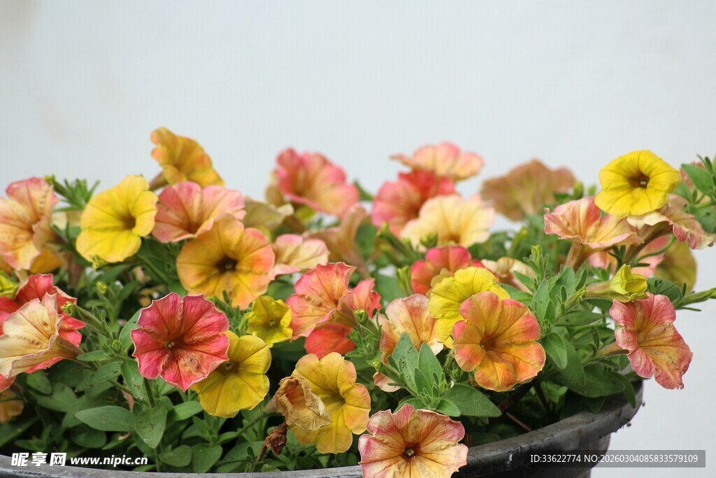 多彩矮牵牛盆栽花卉