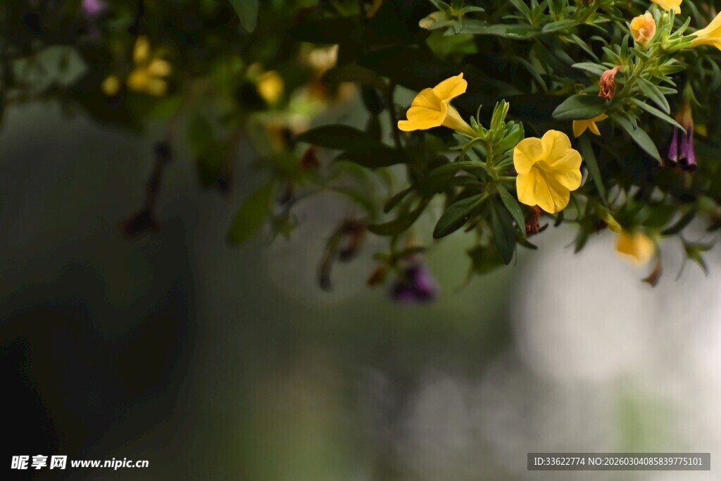 枝头绽放的黄色娇艳小花