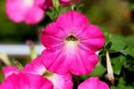 娇艳粉色牵牛花绽放