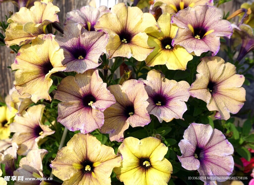 多彩矮牵牛花绽放