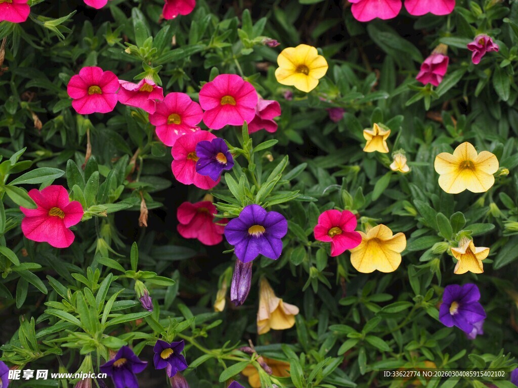 多彩矮牵牛绽放生机