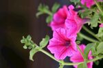 娇艳粉色矮牵牛花绽放