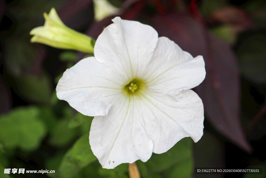 白色牵牛花特写