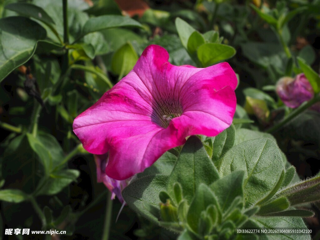 娇艳粉色矮牵牛花