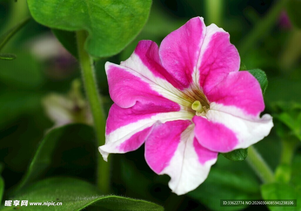 粉白相间的美丽矮牵牛花