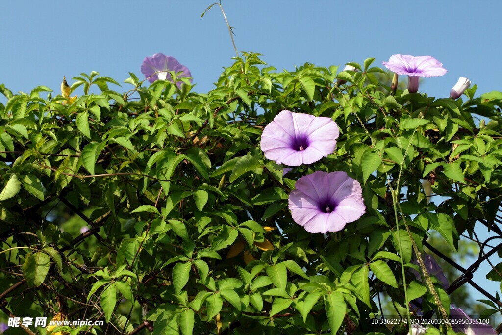 绿叶丛中的紫色牵牛花