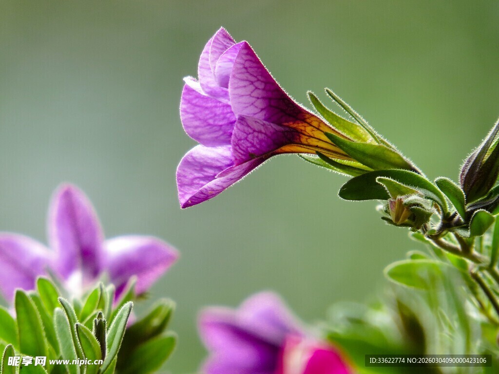 紫色绽放小花特写