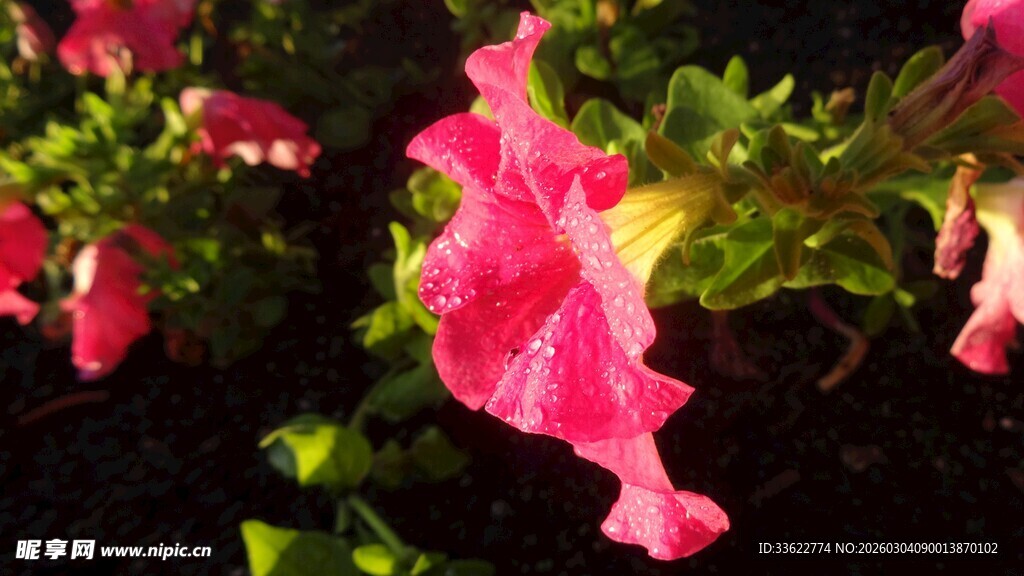 娇艳粉色矮牵牛花绽放