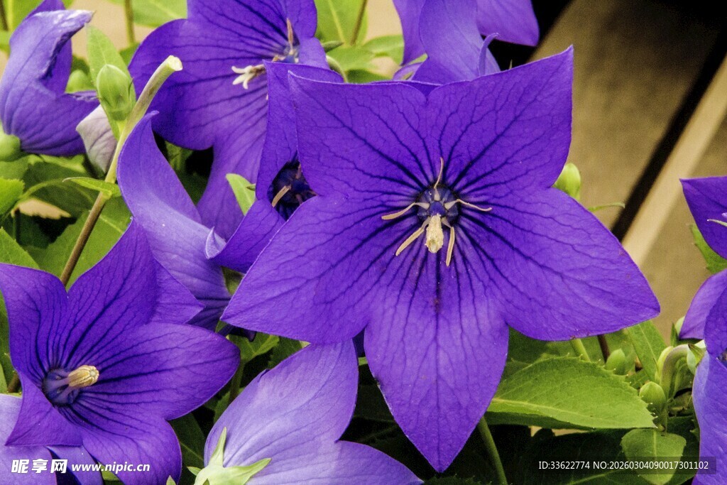 紫色风铃花绽放