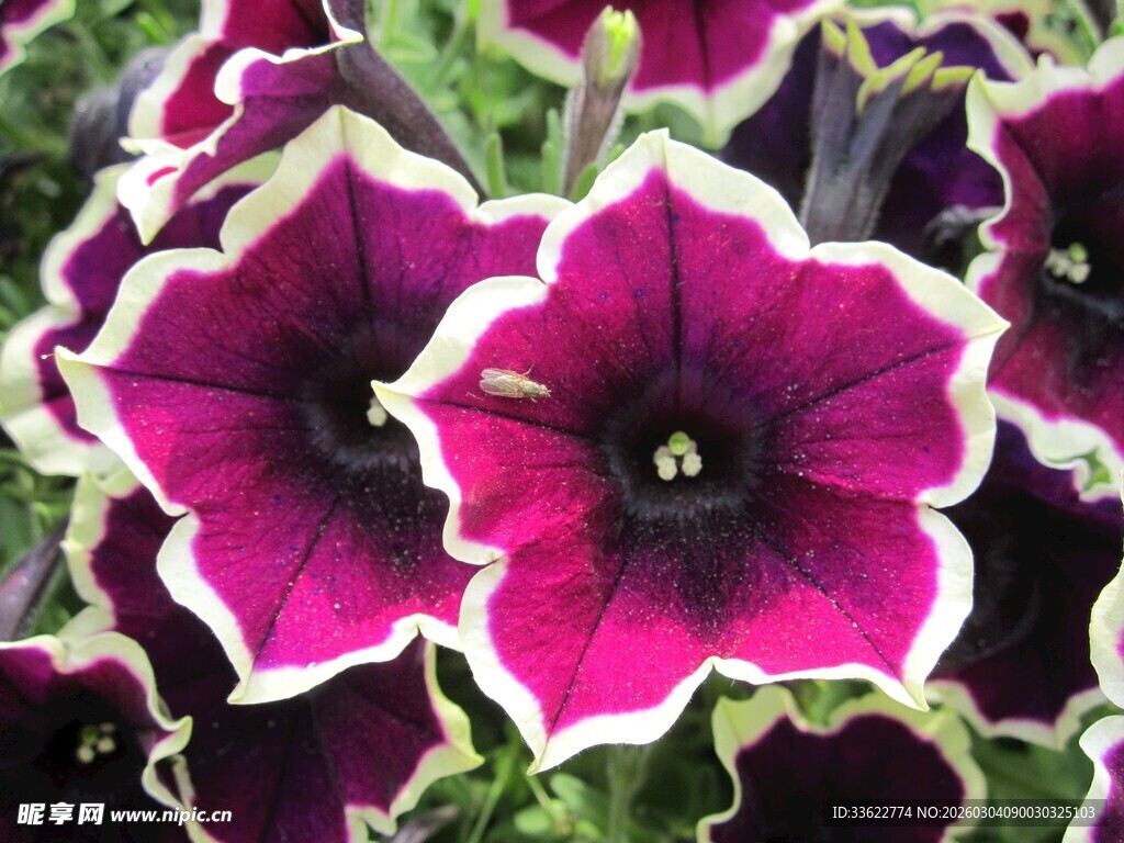 紫白相间矮牵牛花