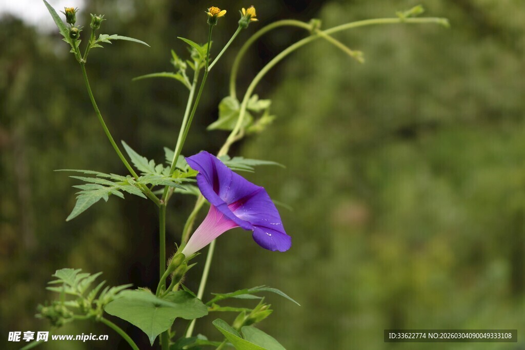 紫色牵牛花绽放于绿植间