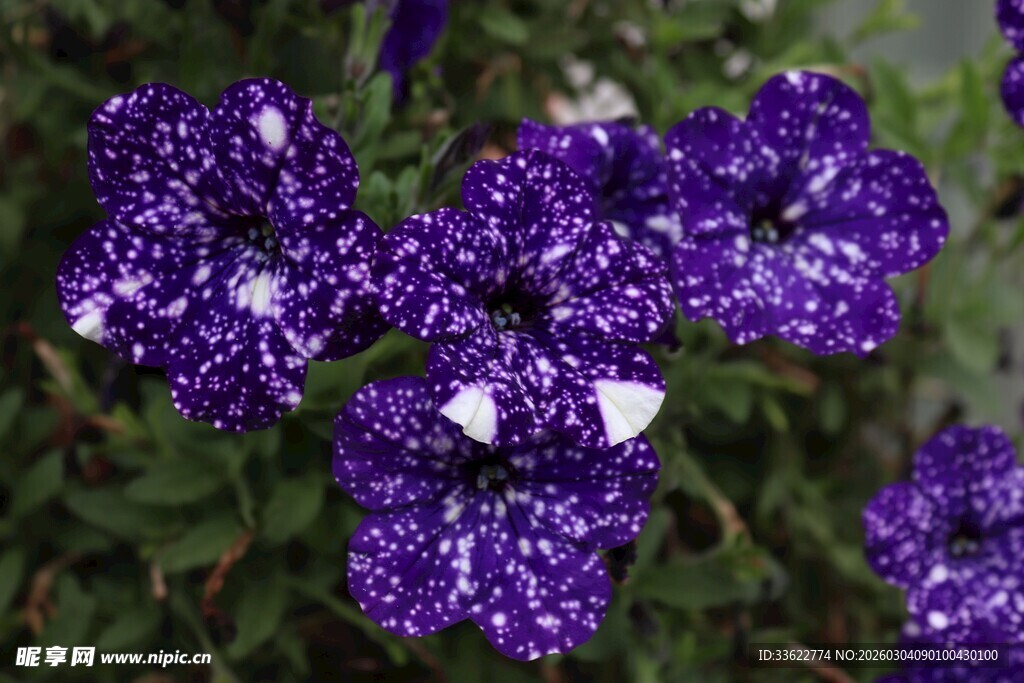 紫色繁星花特写