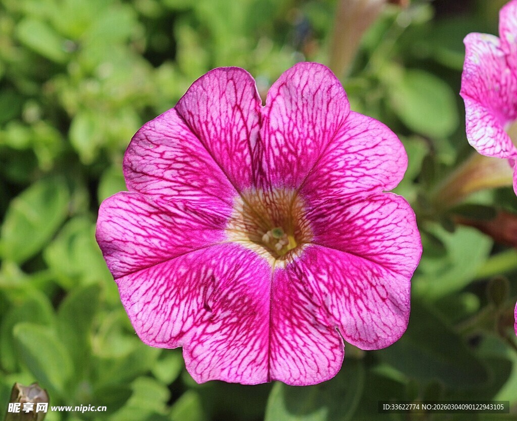 粉色条纹矮牵牛花特写