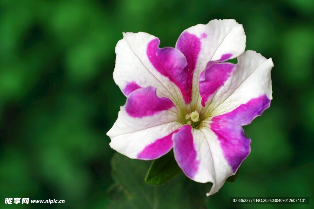 紫白相间美丽花卉