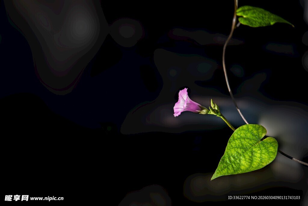 夜中绽放的粉色牵牛花