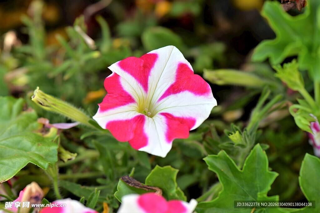 红白相间牵牛花特写