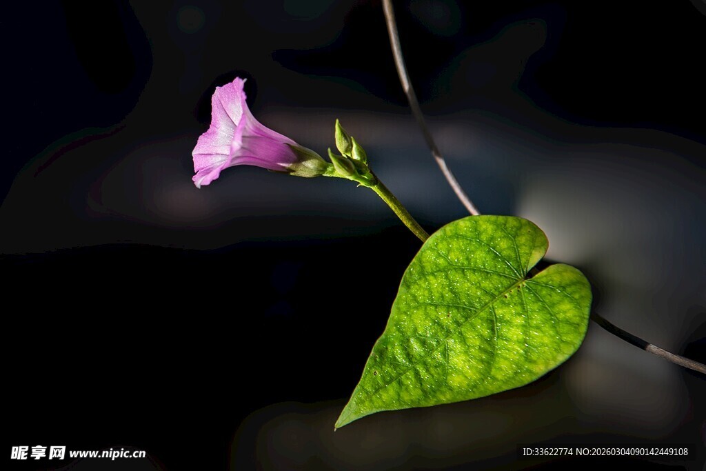 单朵粉牵牛花绿叶相伴