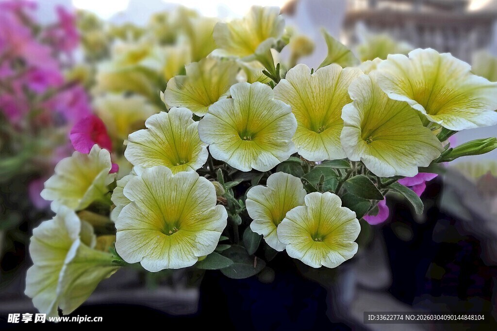 清新黄白矮牵牛花绽放