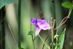 紫色牵牛花绽放
