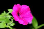 娇艳粉色矮牵牛花