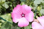 娇艳粉色牵牛花特写