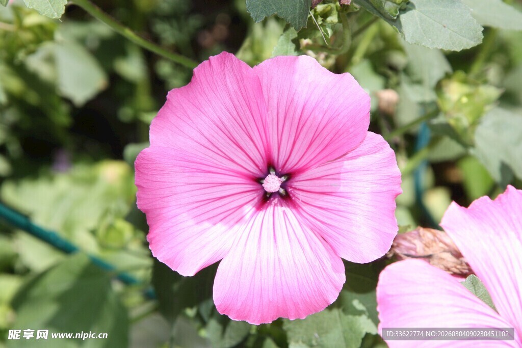 娇艳粉色牵牛花特写