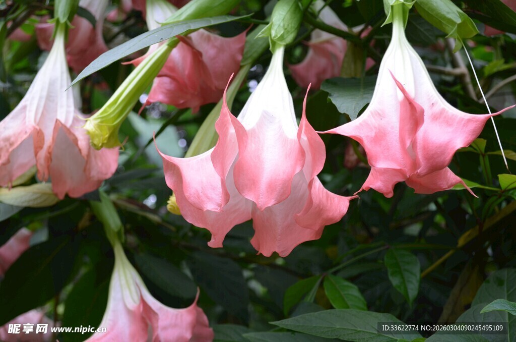 粉色曼陀罗花绽放