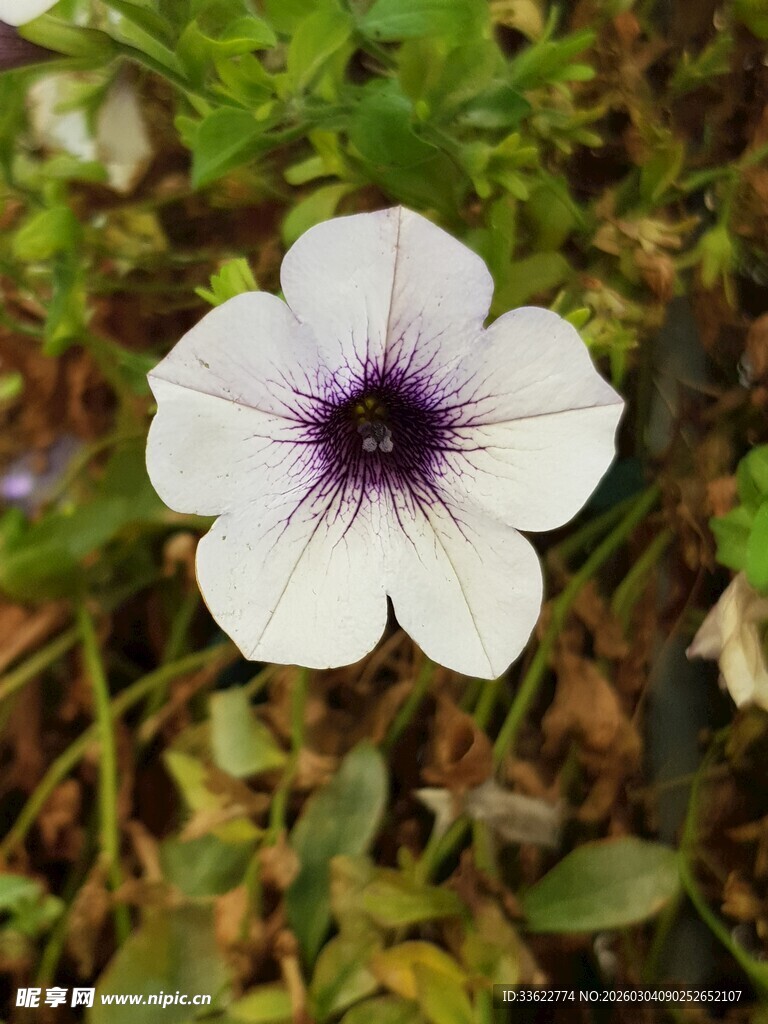 白色紫心小花绽放草丛